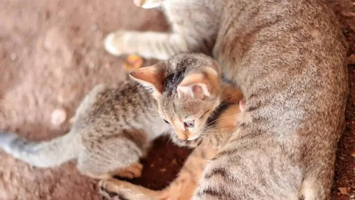 When Can Kittens Leave Their Mother &ndash; A Timeline