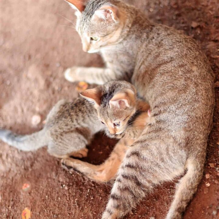 When Can Kittens Leave Their Mother – A Timeline – FAQcats.com