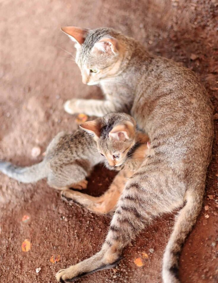 When Can Kittens Leave Their Mother – A Timeline – FAQcats.com