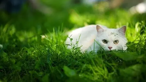When Can My Cat Go Outside After Being Neutered?