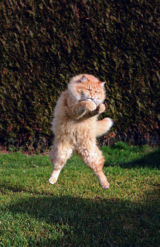 Can Cats Be Mute?