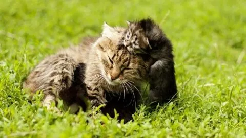 When Do Cats Leave Their Kittens &ndash; Timeline & Factors