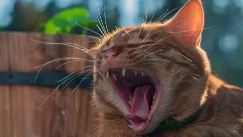 When Do Cats Start To Meow &ndash; Timeline And Expectations!