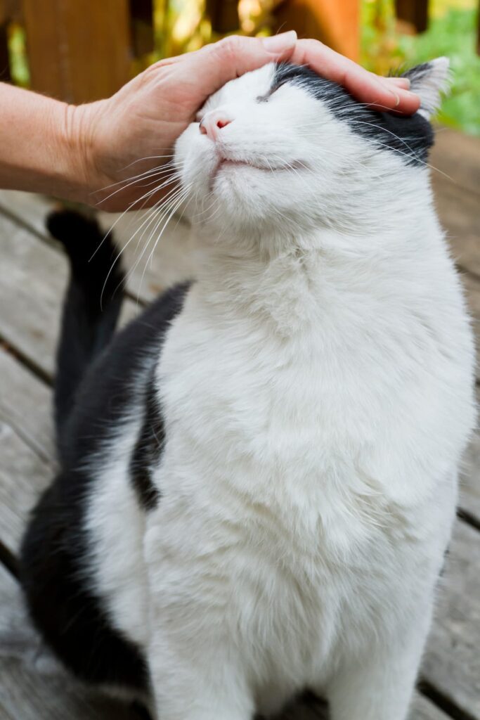 Where Does A Cat Like To Be Petted 5 Signs To Know