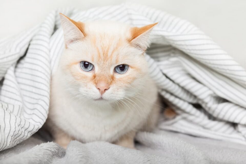 Which Cats Have Round Pupils 5 Breeds To Know!