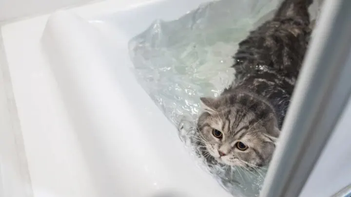 Why Are Cats Afraid Of Water &ndash;  5 Reasons!