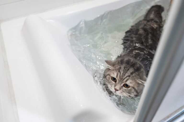 Why Are Cats Afraid Of Water 5 Reasons!