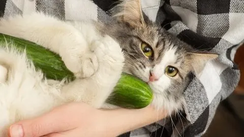 Why Are Cats Afraid of Cucumbers – What You Need To Know!