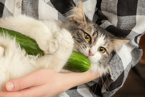 Why Are Cats Afraid Of Cucumbers What You Need To Know FAQcats Com   Why Are Cats Afraid Of Cucumbers 