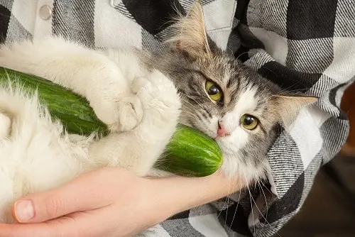 Why Are Cats Afraid of Cucumbers