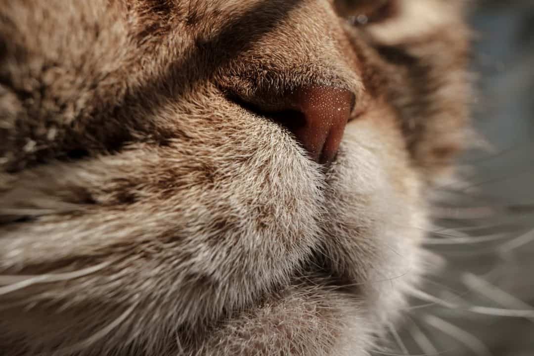 Why Are Cats Noses Cold What You Should Know!