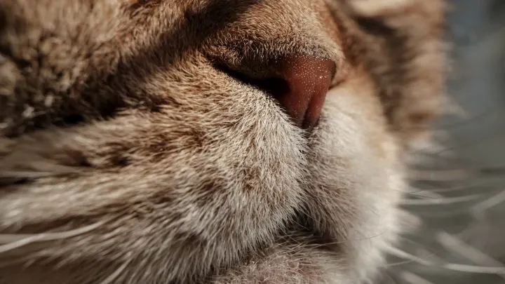 Why Are Cats Noses Cold &ndash; What You Should Know!