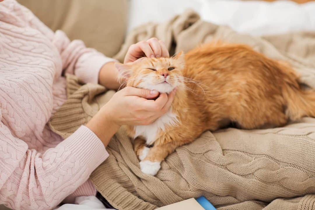 Why Are Cats Soft Understanding Fur Texture FAQcats