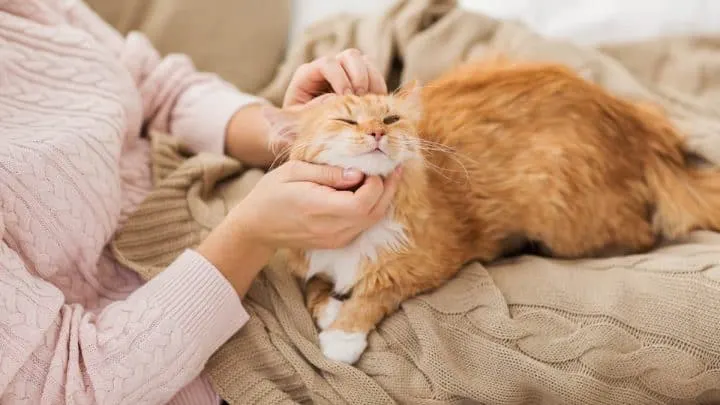 Why Are Cats Soft &ndash; Understanding Fur Texture!