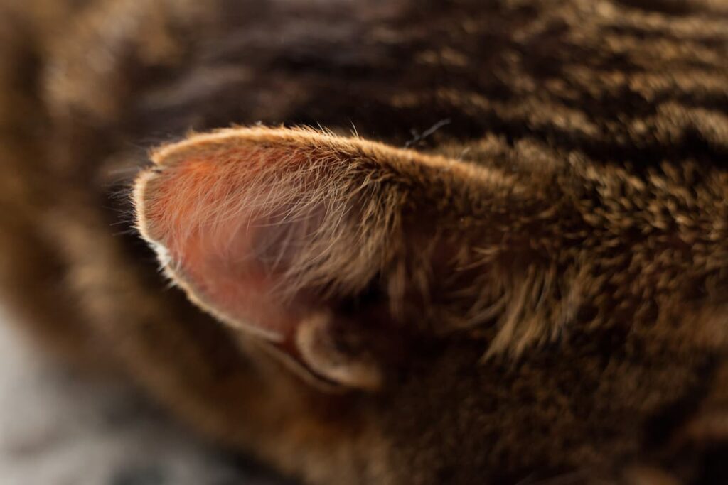 Why Are My Cats Ears Hot 5 Possible Reasons