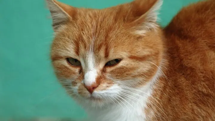 Why Are Orange Cats Aggressive &ndash; Can They Calm Down?
