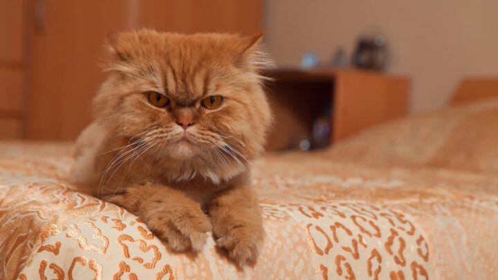 Why Are Persian Cats So Ugly – Factors Affecting Appearance