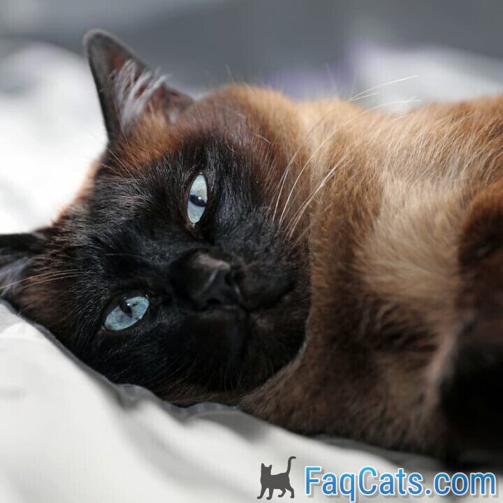 Why Are Siamese Cats So Needy Behavior & Personality