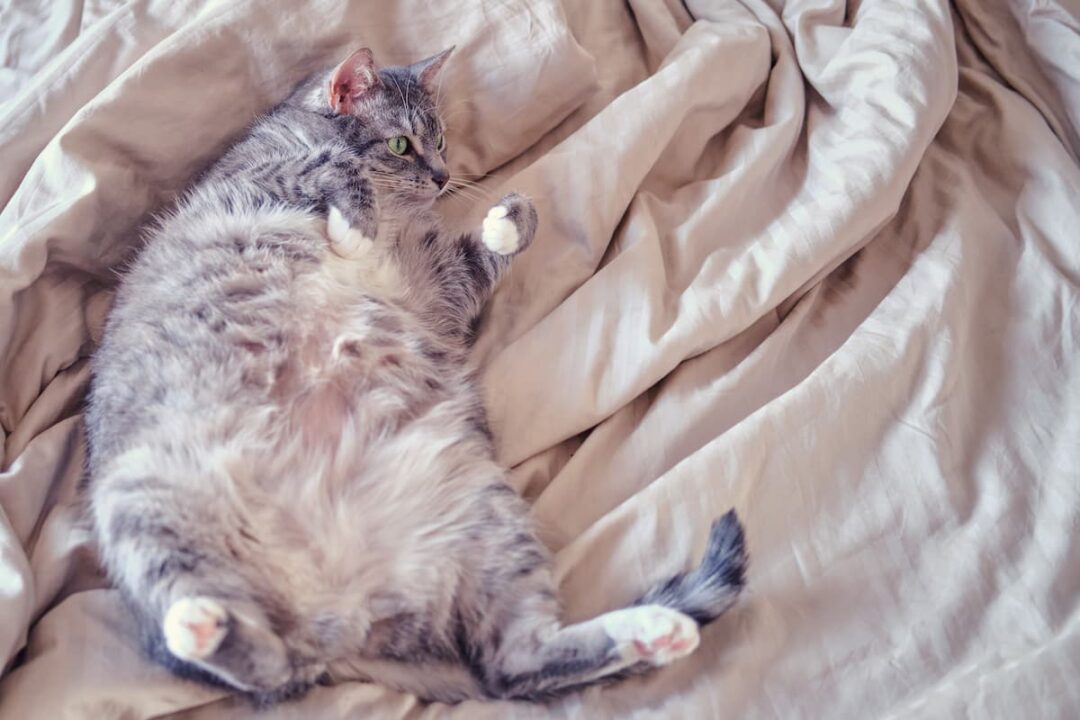 Why Are Tabby Cats Fat 6 Common Reasons!
