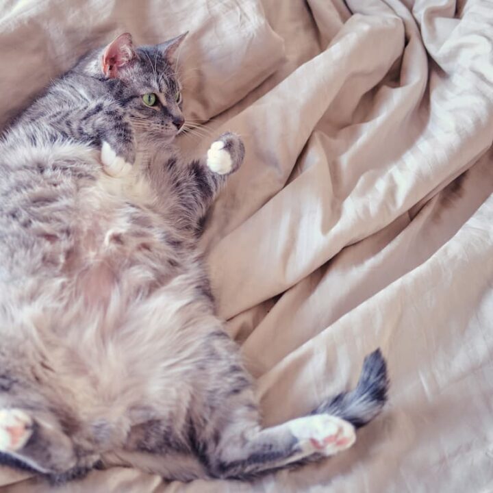 Why Are Tabby Cats Fat 6 Common Reasons!