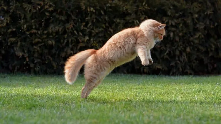 Why Can Cats Jump So High &ndash; 5 Reasons