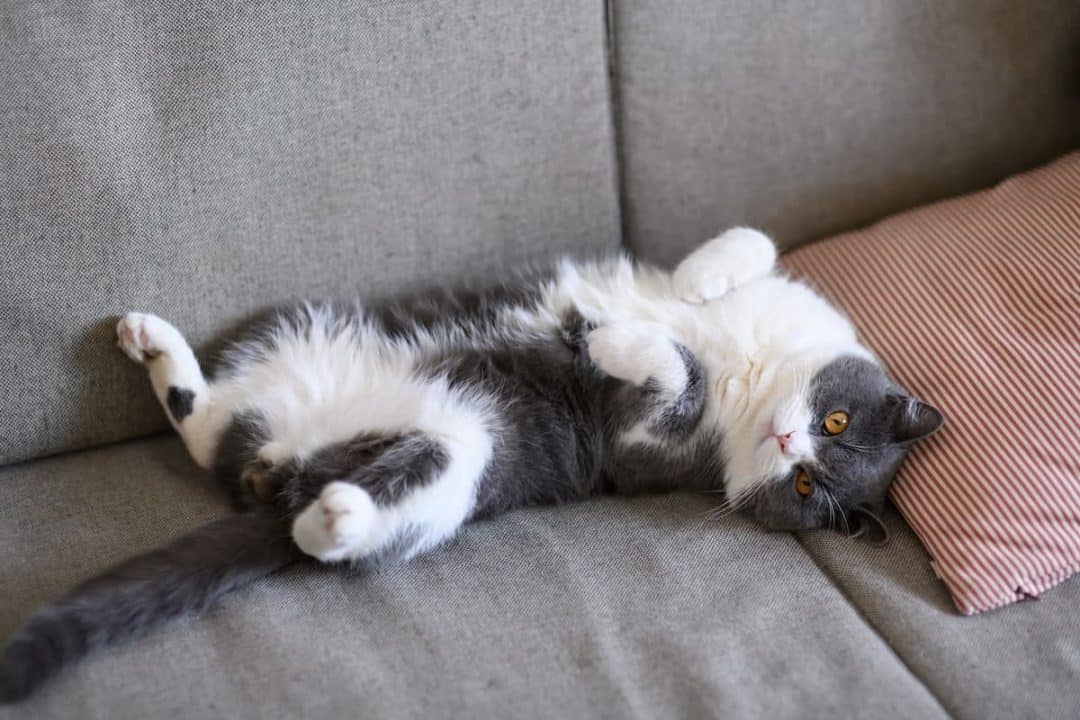Why Cats Show Their Belly Is It Normal Behavior?