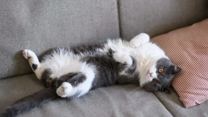 Why Cats Show Their Belly &ndash; Is It Normal Behavior?