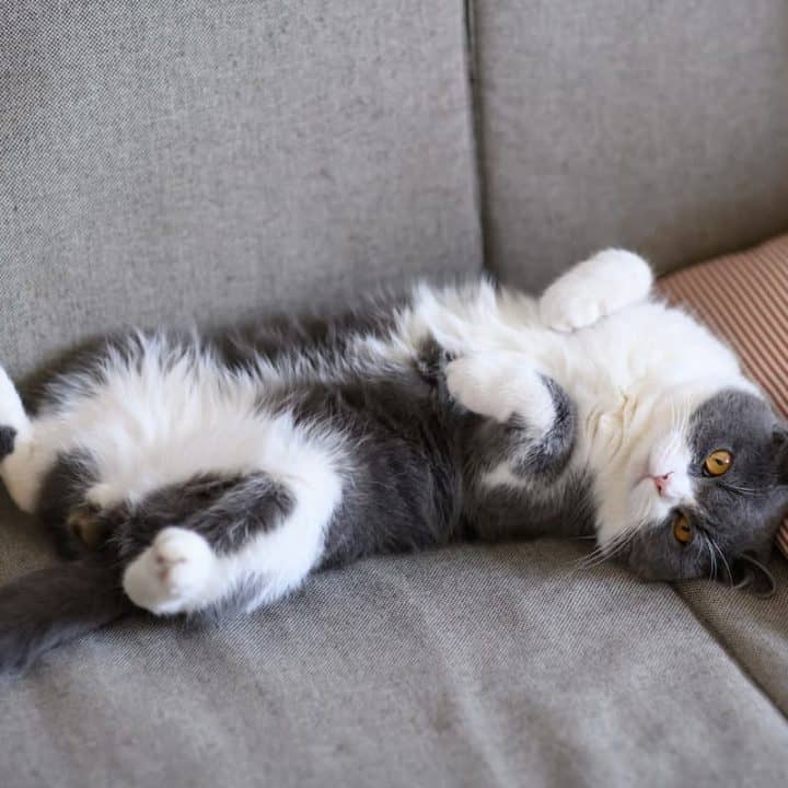 why-cats-show-their-belly-is-it-normal-behavior-faqcats