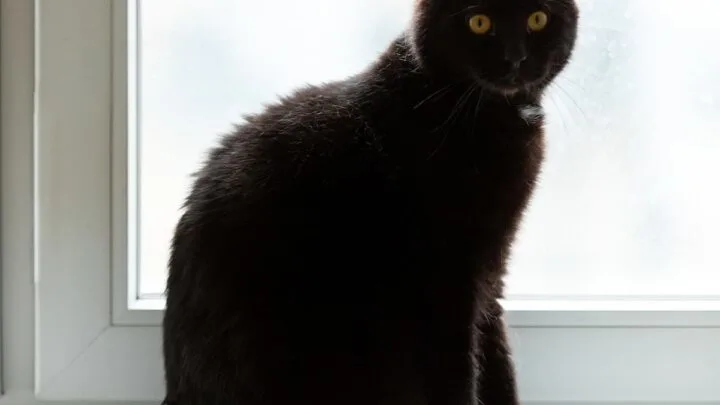 Why Do Black Cats Have Bald Spots &ndash; Things To Consider!