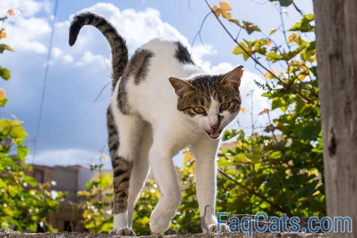 Why Do Cats Arch Their Back 5 Explanations