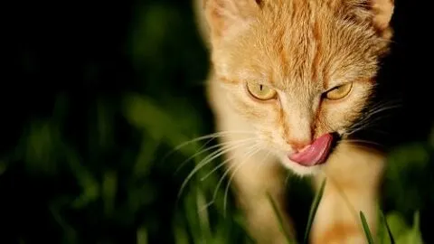 Why Do Cats Bite Their Tongue &ndash; Is It Normal?