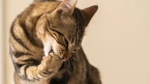 Why Do Cats Bite Themselves &ndash; Is It Normal?