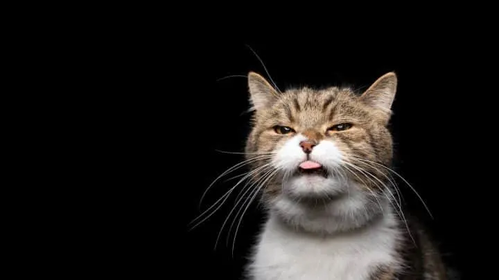 Why Do Cats Blep &ndash; 13 Reasons & Factors To Know!