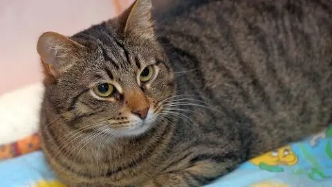 Why Do Cats Bob Their Heads &ndash; The Unique Reason