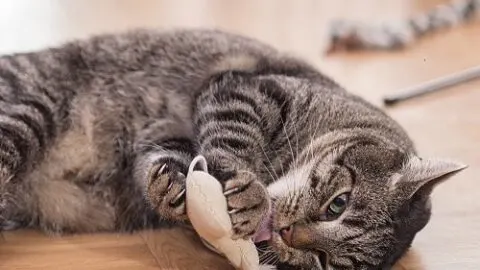 Why Do Cats Bring You Toys – 6 Reasons To Consider