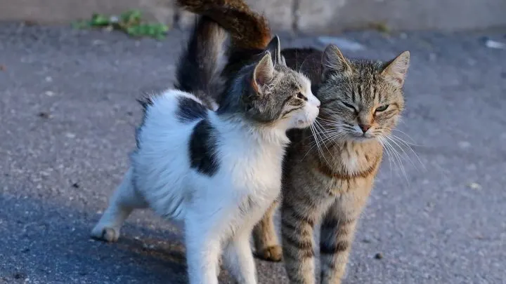 Why Do Cats Chuff &ndash; 5 Important Reasons!