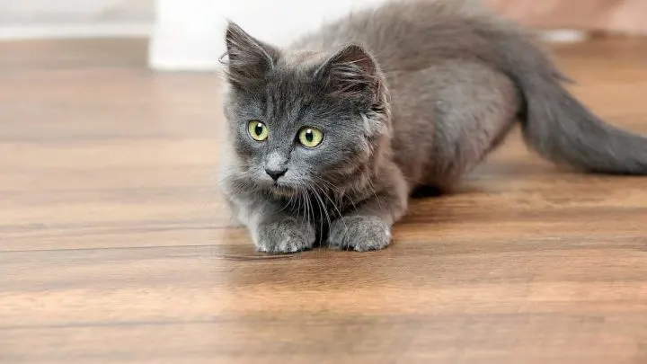 Why Do Cats Come When You Whistle &ndash; 5 Reasons