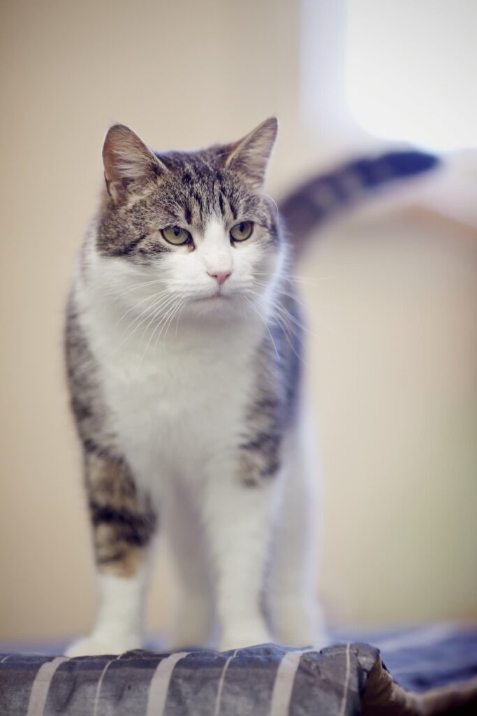 Why Do Cats Cost So Much A Breakdown Of Expenses