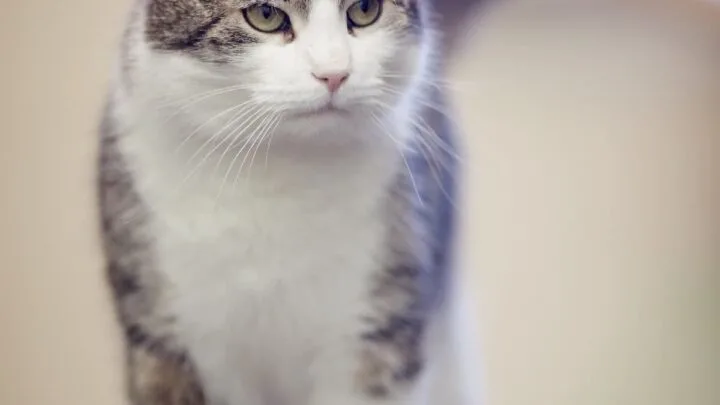 Why Do Cats Cost So Much &ndash; A Breakdown Of Expenses