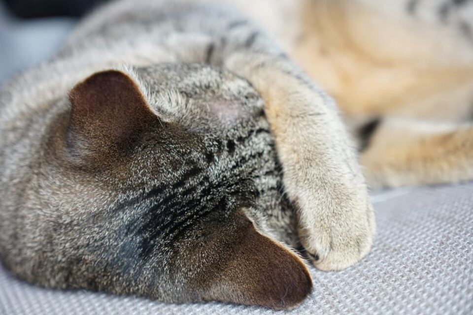Why Do Cats Ears Twitch Causes & Remedies