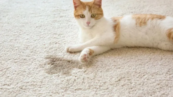 Why Do Cats Eat Carpet &ndash; 6 Methods To Stop It!