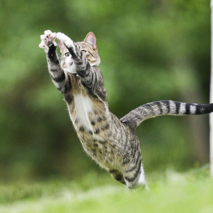 Why Do Cats Eat Flies Things To Consider