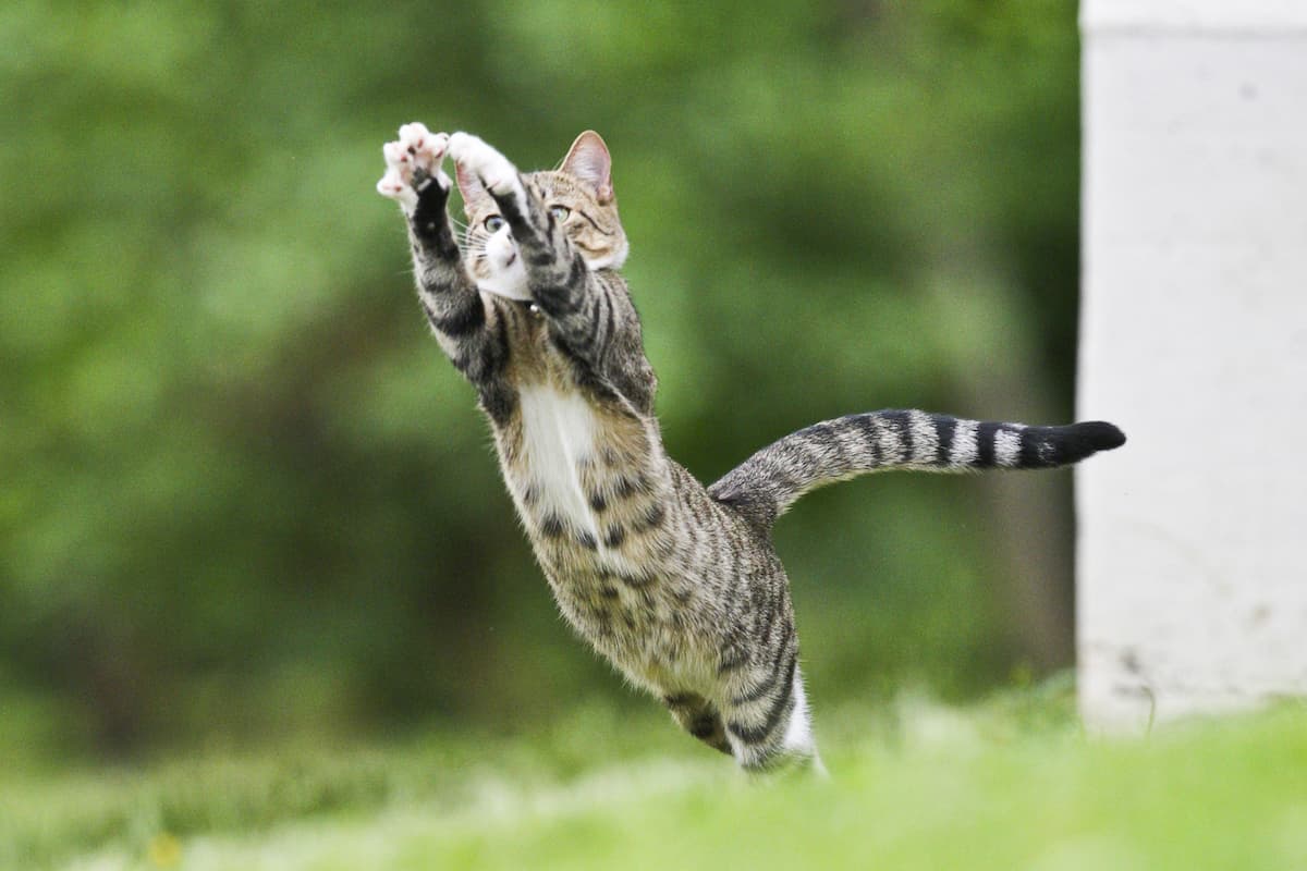 Why Do Cats Eat Flies Things To Consider