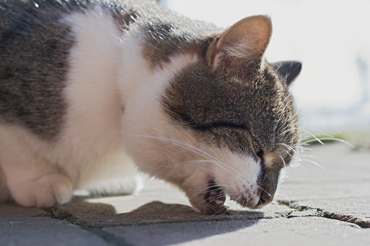 Why Do Cats Eat Their Own Vomit 6 Common Reasons