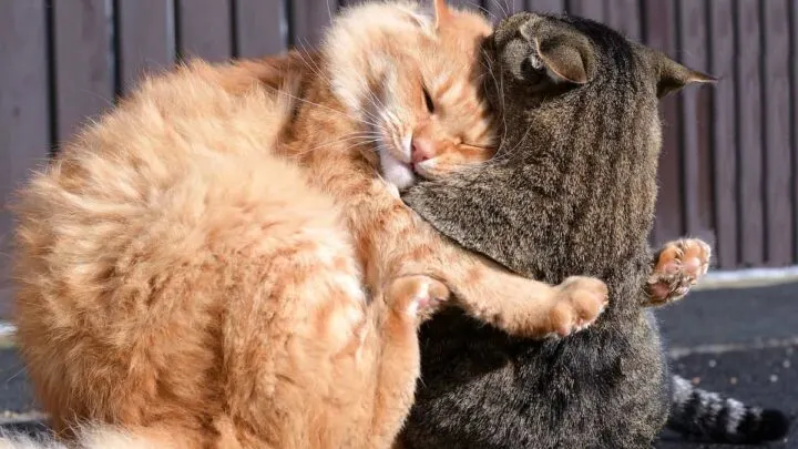 Why Do Cats Fight At Night &ndash; Everything You Should Know