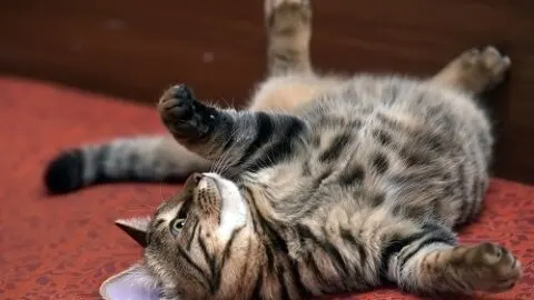 Why Do Cats Flop Down In Front Of You – What It Means!