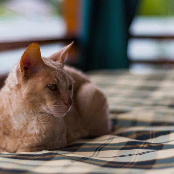 Why Do Cats Fold Their Paws 10 Unique Reasons!