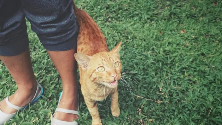 Why Do Cats Follow Strangers &ndash; 5 Common Reasons