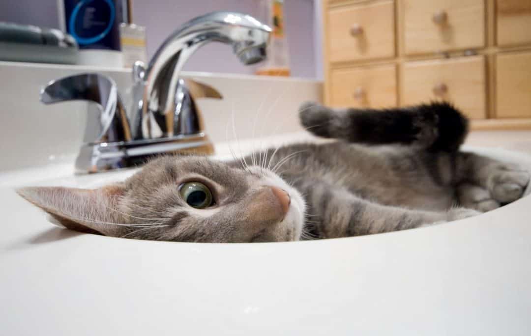 Why Do Cats Follow You Into The Bathroom 7 Reasons!