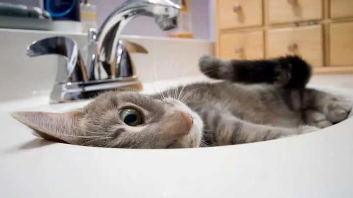 Why Do Cats Follow You Into The Bathroom &ndash;  7 Reasons!